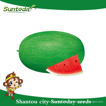 Resiant Suntoday в жару холодный зеленый реликвия улучшить плод растений семян изображения овощей гибридные семена F1 арбуз Судан